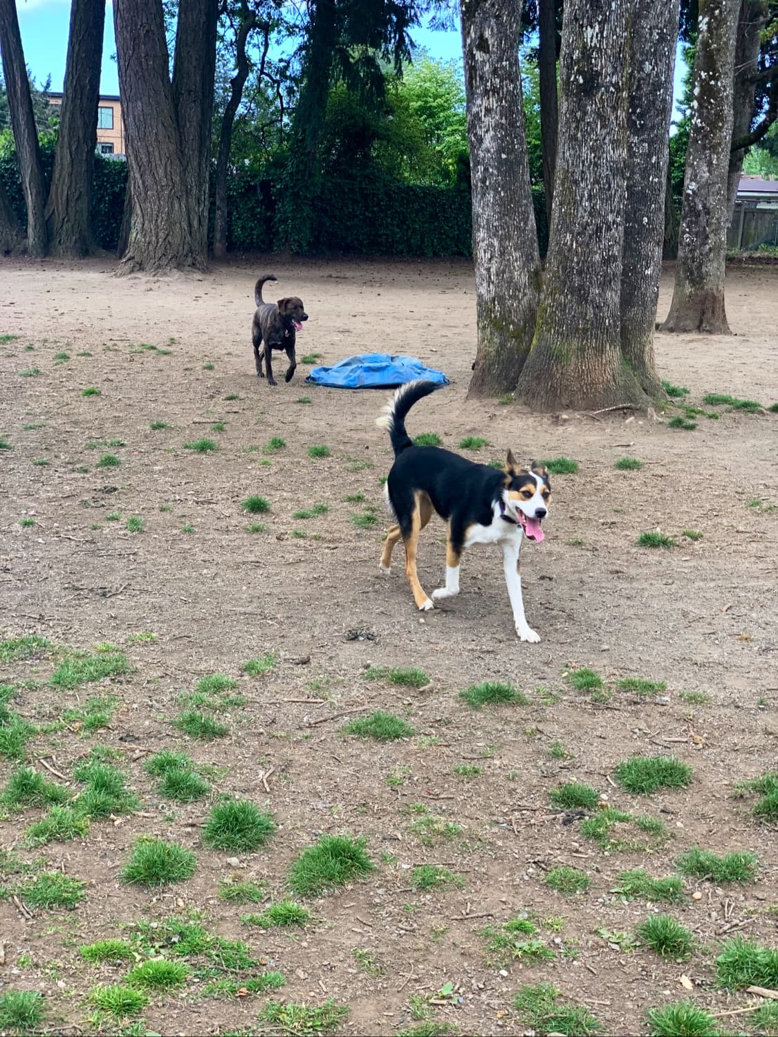 Danbrook Park