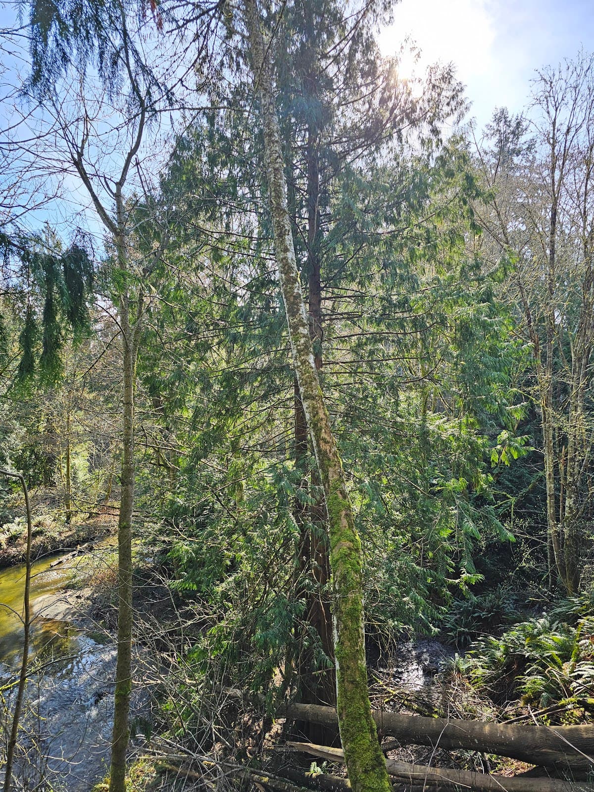 Kelvin Grove Park