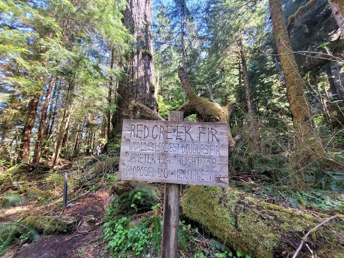 Red Creek Fir Recreation Site