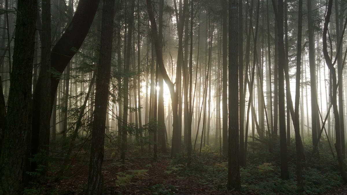 Saxer Park