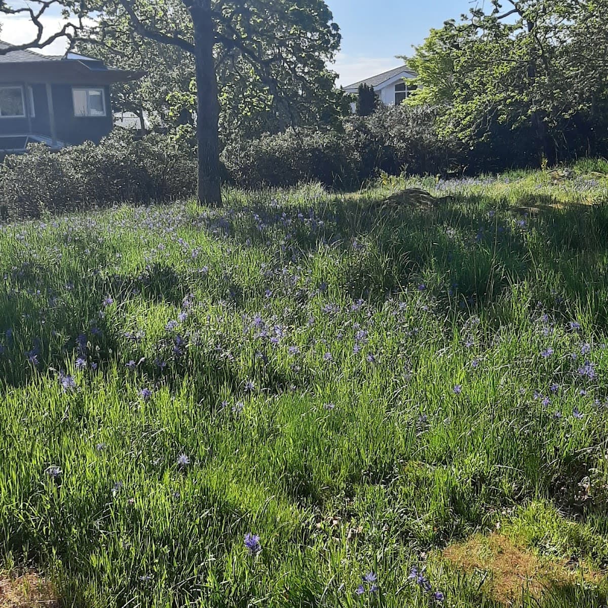 Wildflower Park