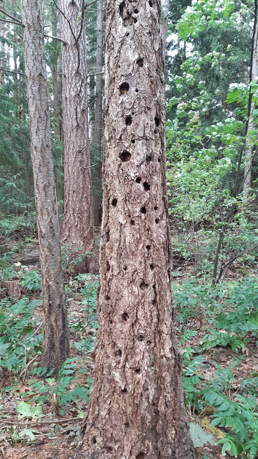 Foxxwood Park
